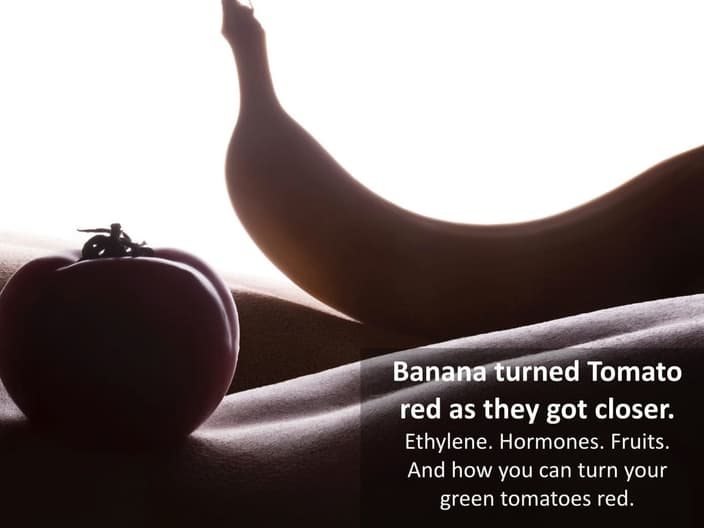 Bananas can be used to turn green tomatoes red.