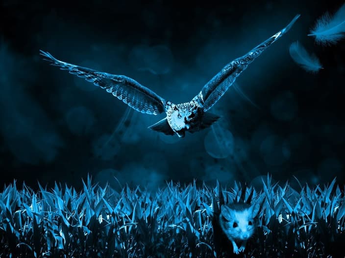 owl owls hunt mouse face satellite dish hearing