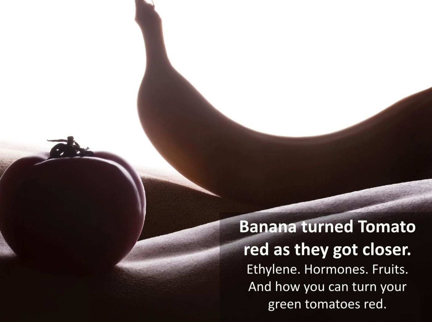 Bananas can be used to turn green tomatoes red.