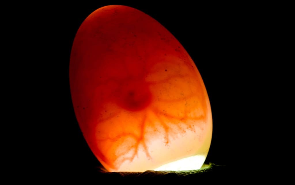 5 days old egg being candled. The air pocket, veins and the chick's eye are clearly visible.