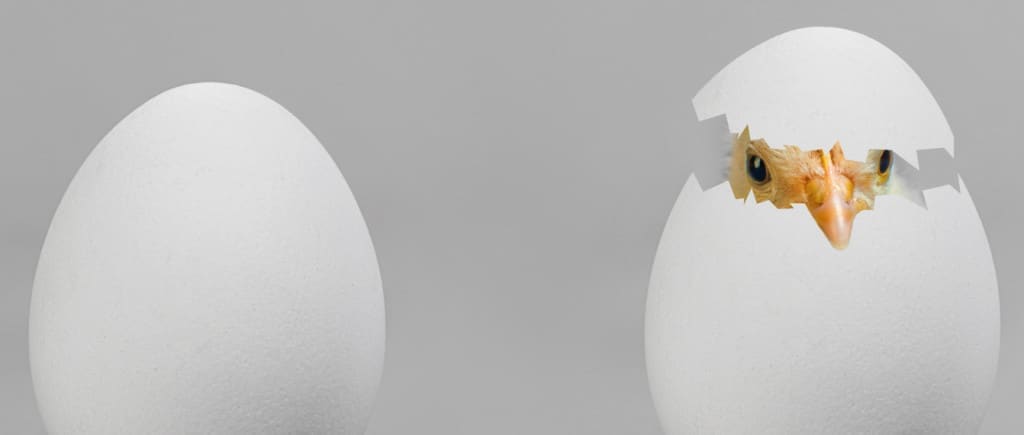 chick hatching from egg
