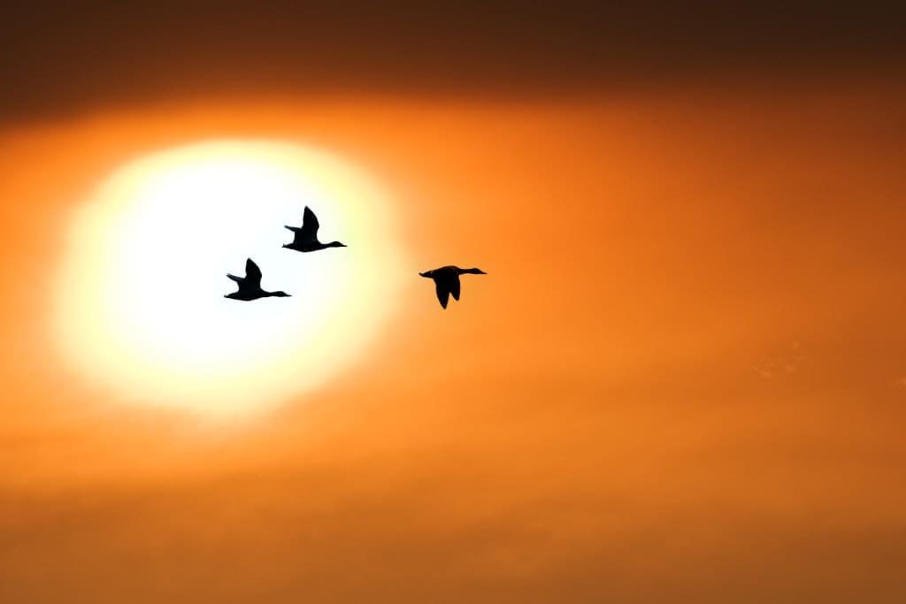 migratory fowl - three duck on sunset background