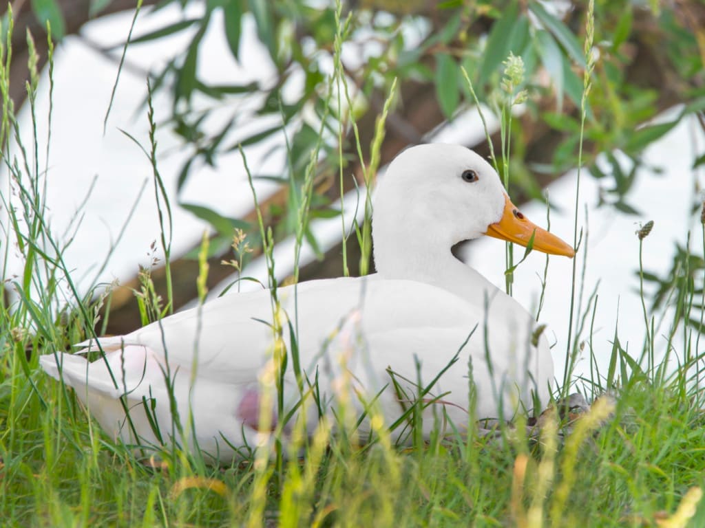 peking ducks use the pekin duck