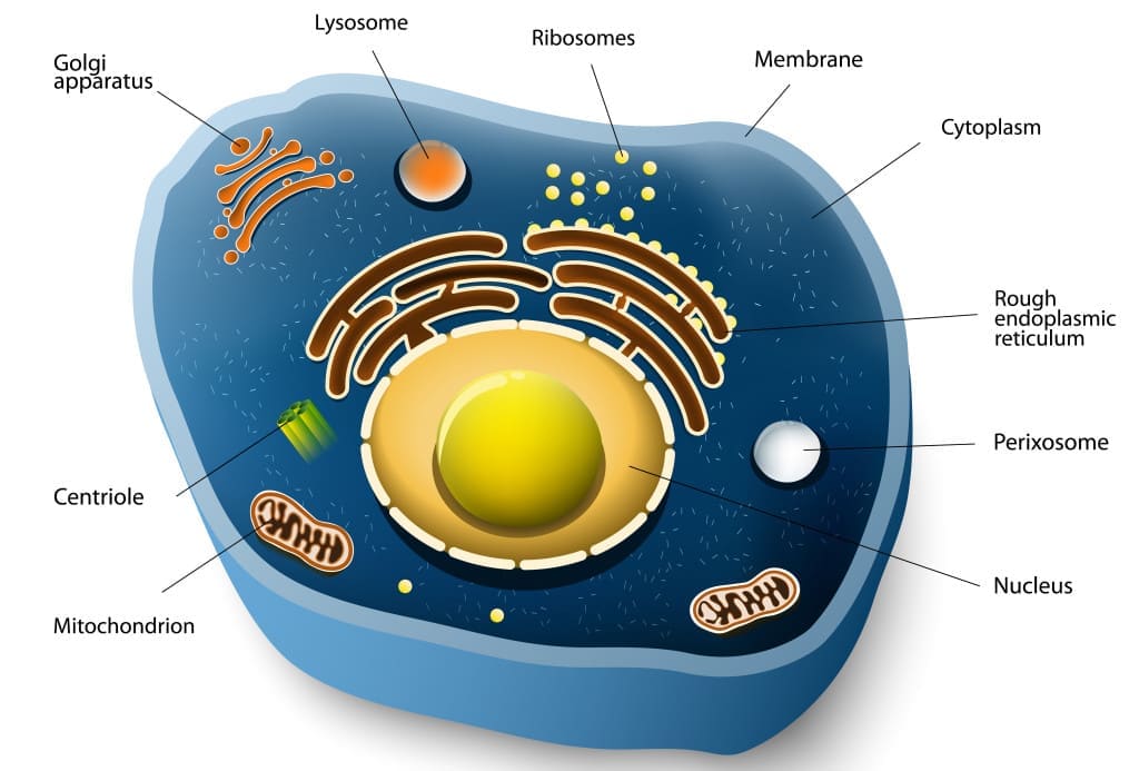 frozen meat - animal cell