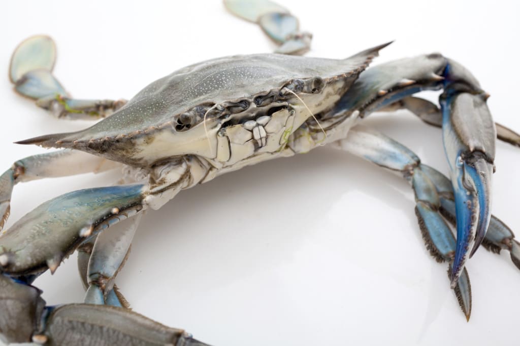 Raw blue crabs