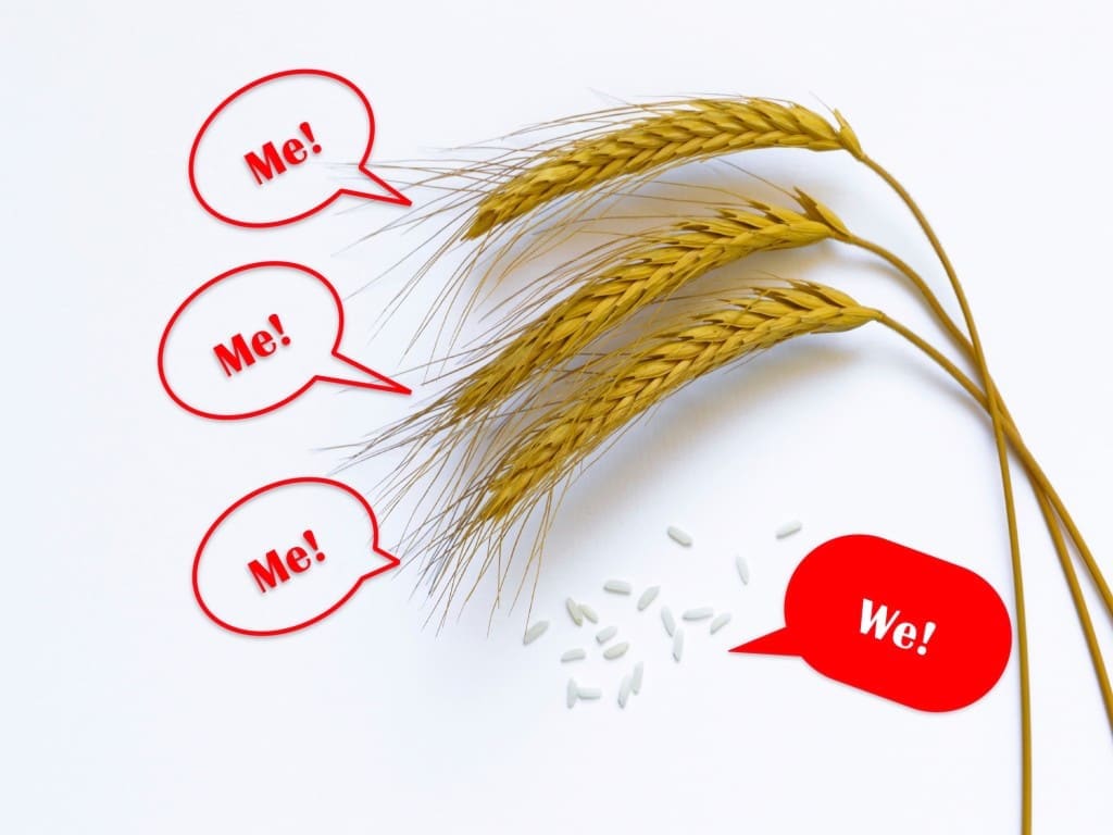 Wheat stalks and rice grains saying they are a "Me" culture or a "We" culture respectively
