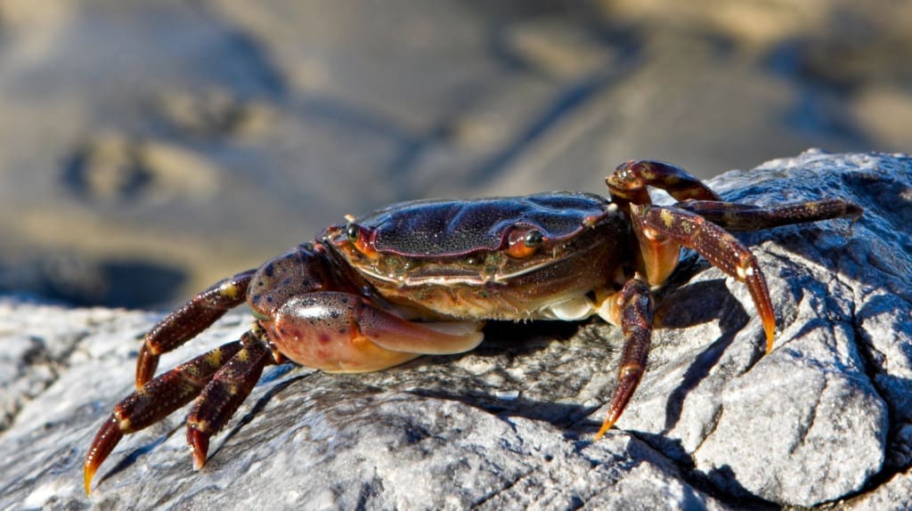 Soft-shell crabs 