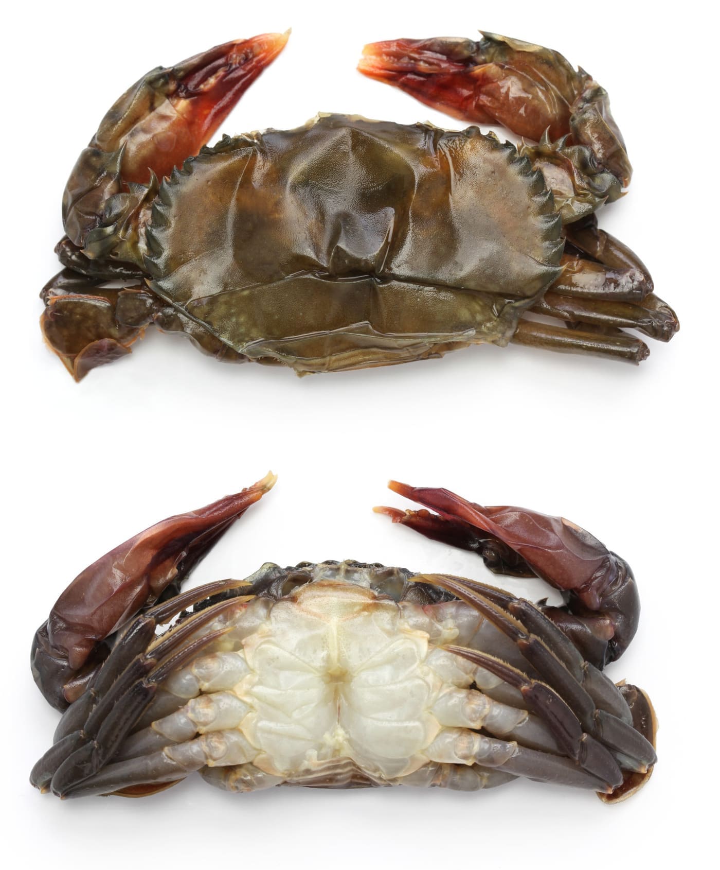 soft-shell crabs