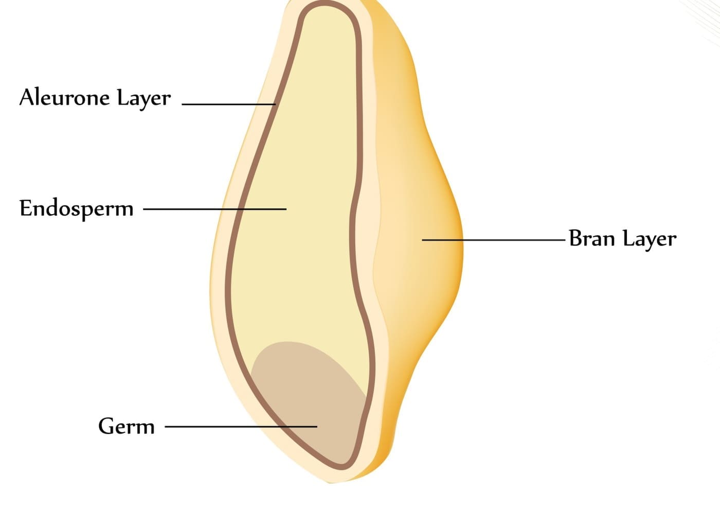 inside a rice grain