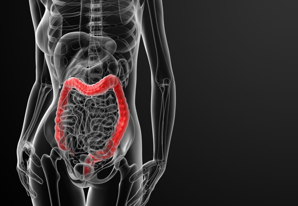 3d render female anatomy - large intestine - front view