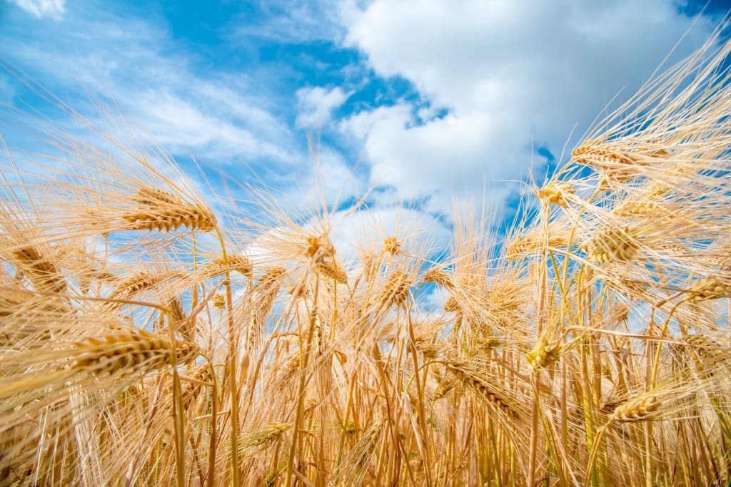 Barley contains proteins like LTP1