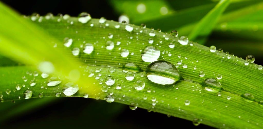 dew on a hydrophobic leaf surface