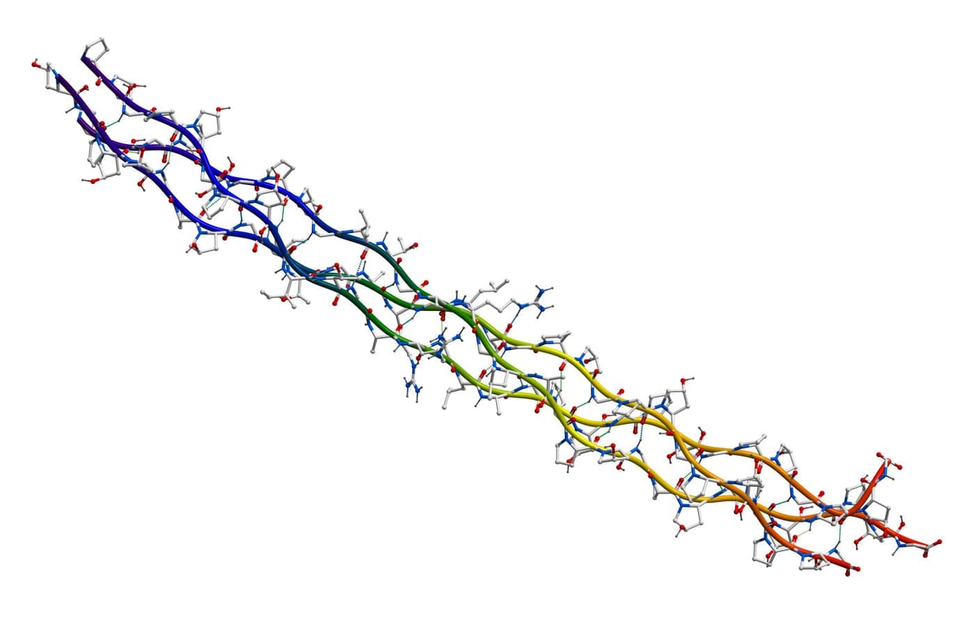 triple helix collagen protein