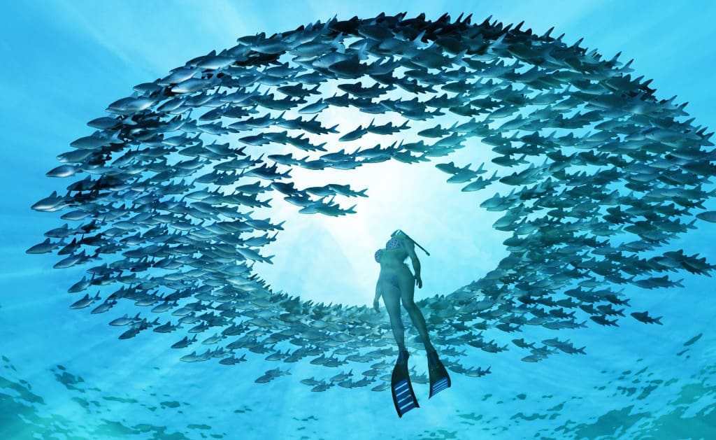 school of fish in water