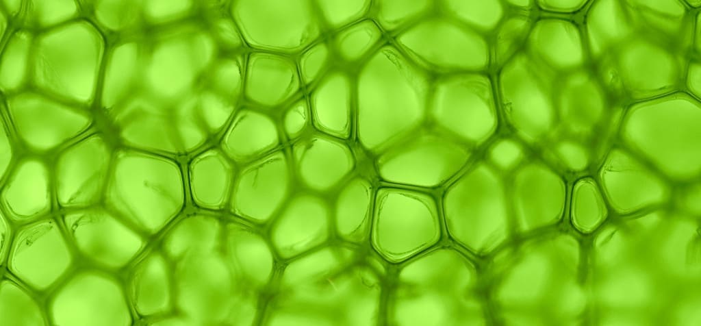 green vegetables - chlorophyll
