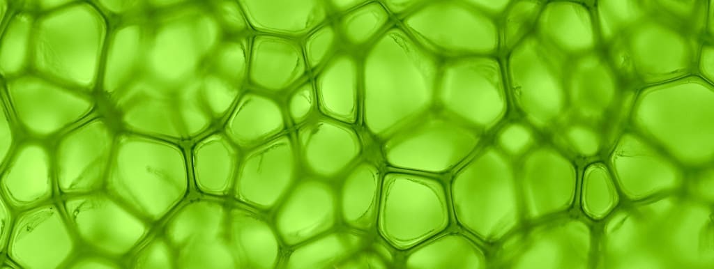 chlorophyll absorbs red and blue wavelengths of light, but reflect green wavelengths