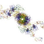 protein structure - Molecular motor: myosins and actin causing muscle contractions. Illustration on a white background