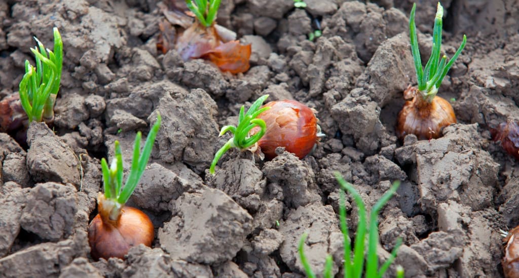 Vidalia Onions growing in low sulfur soil