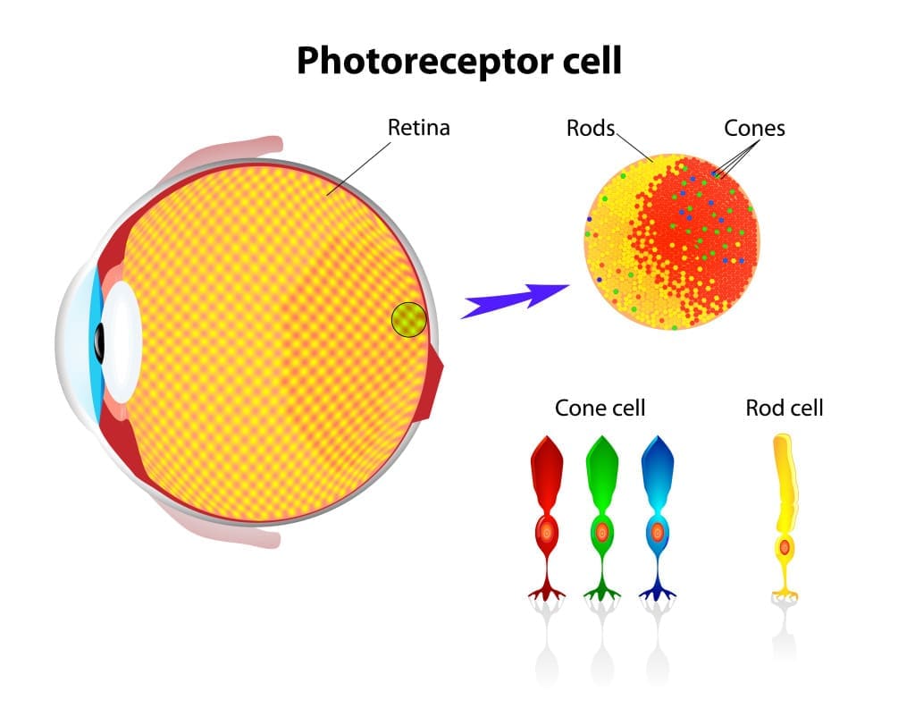 cones and wavelengths and color - Schematic structure of the retina. Rod cells and cone cells. Vector scheme
