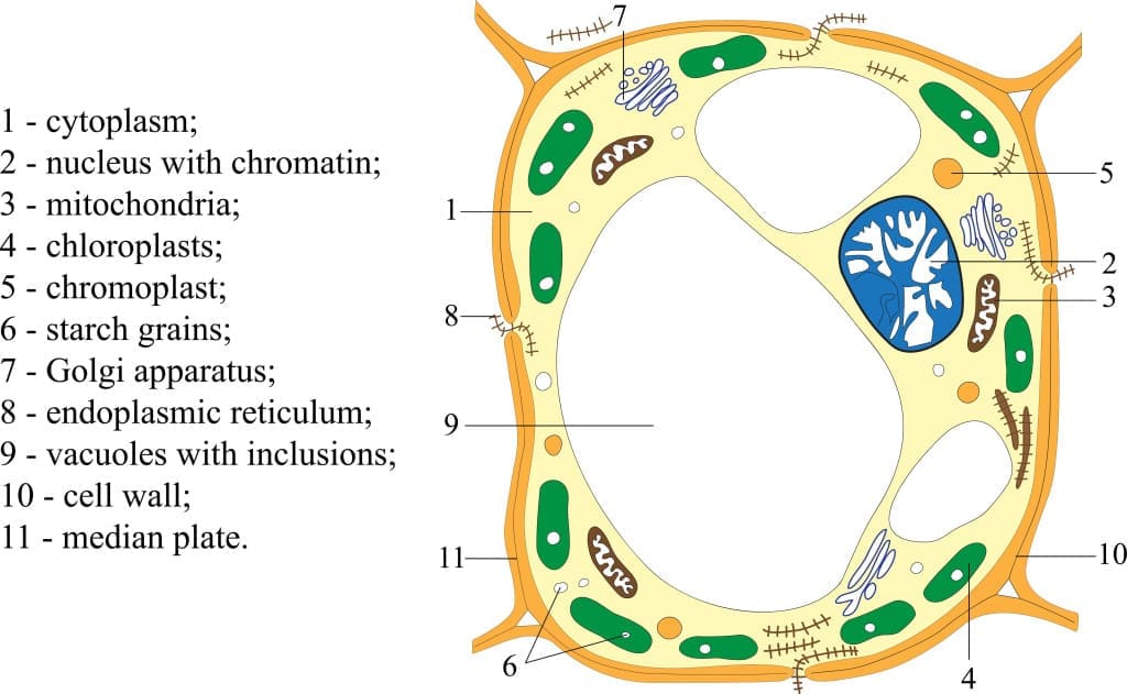 starch granules - The scheme of structure of the plant cell (poster)