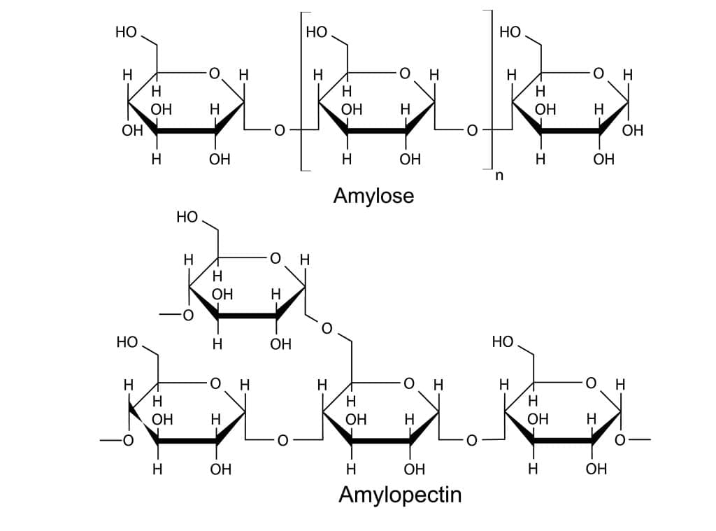 102_carbohydrates