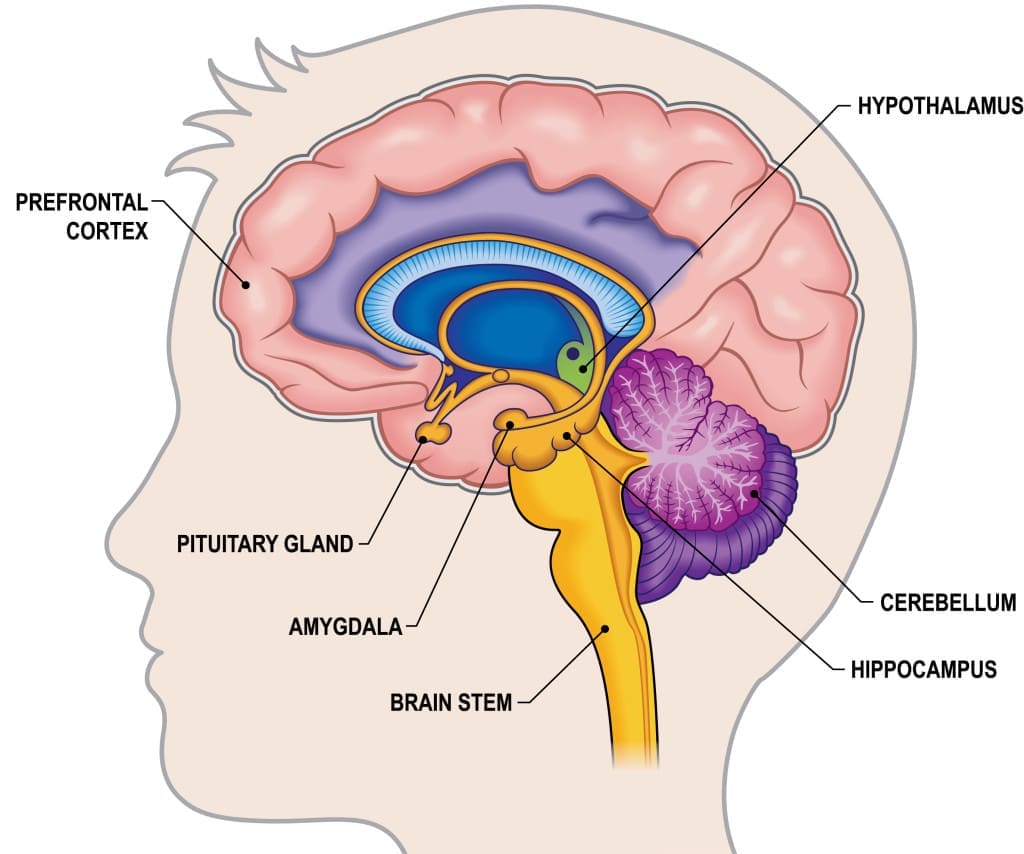 prefrontal cortex