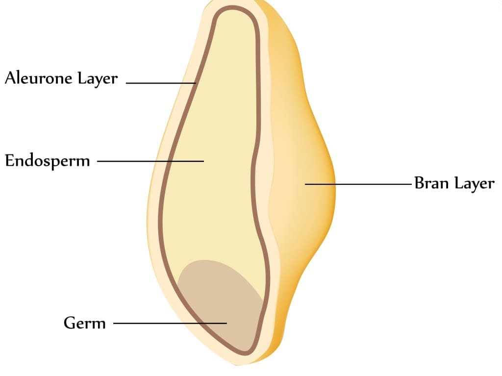 popcorn grain