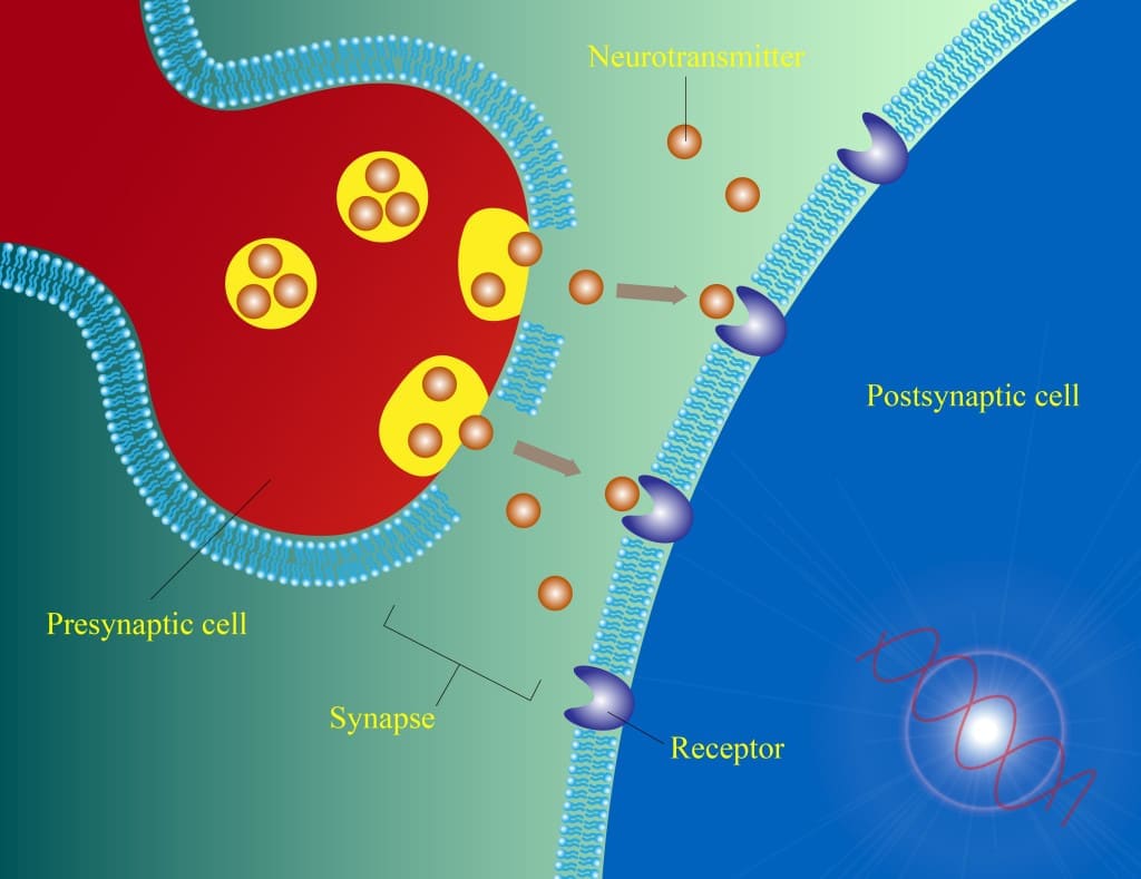 Illustration of the transfer of neurotransmitters in neuron cell synapse