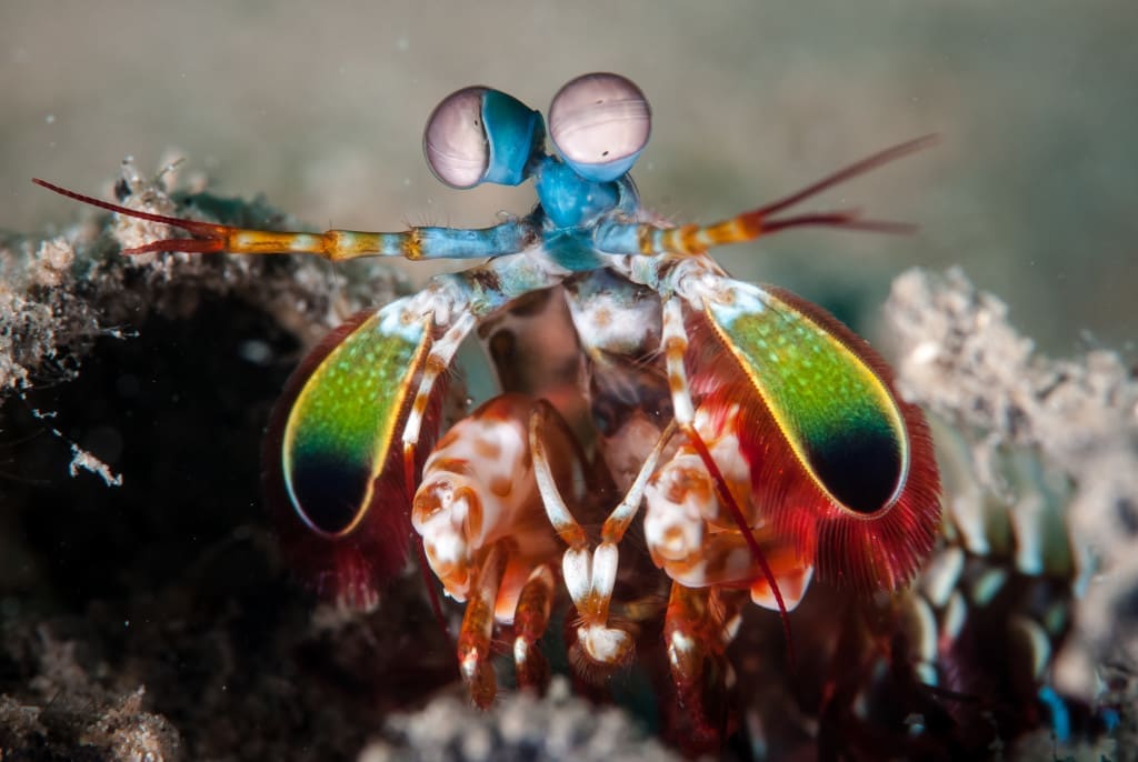 mantis shrimp has 16 types of cone cells!