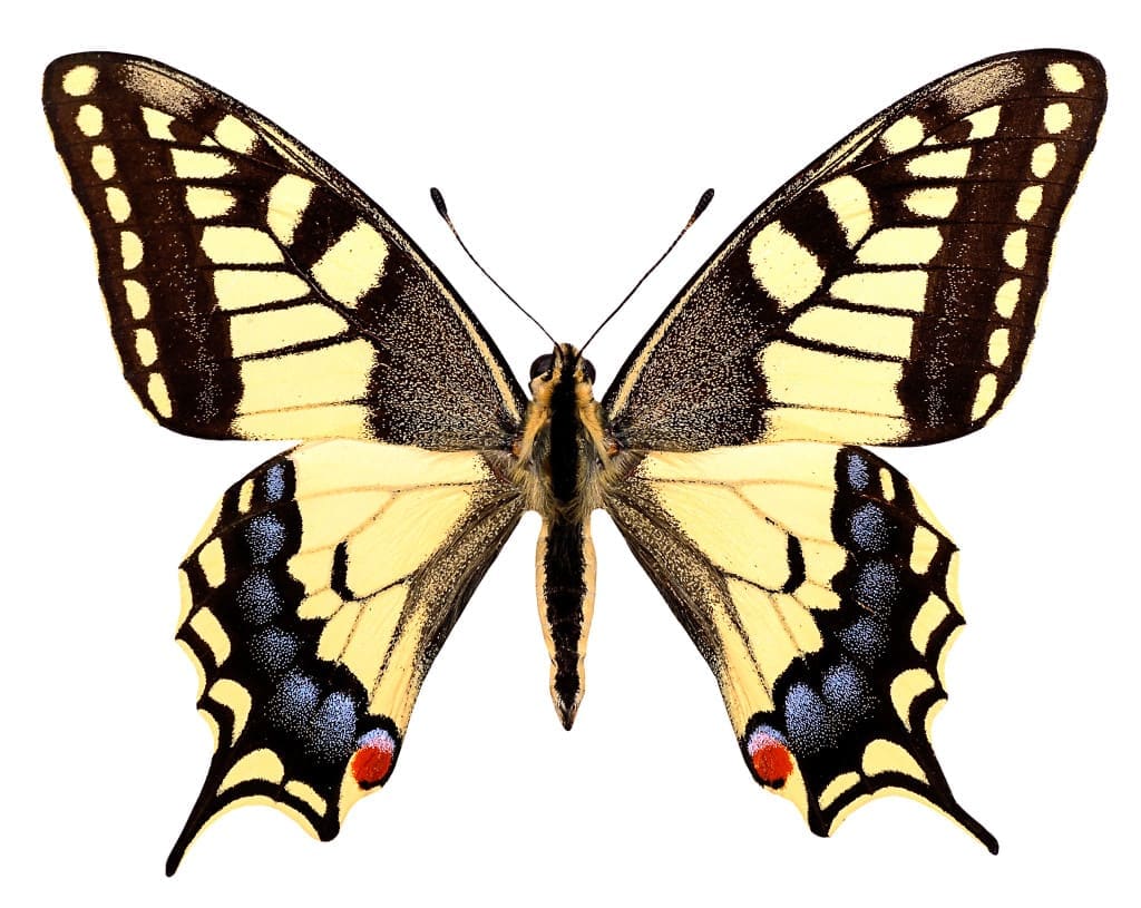 papilio butterfly (swallowtail) has six cone cells