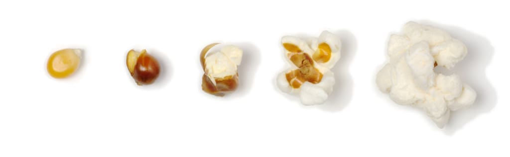 The different stages of a corn until becoming a popcorn