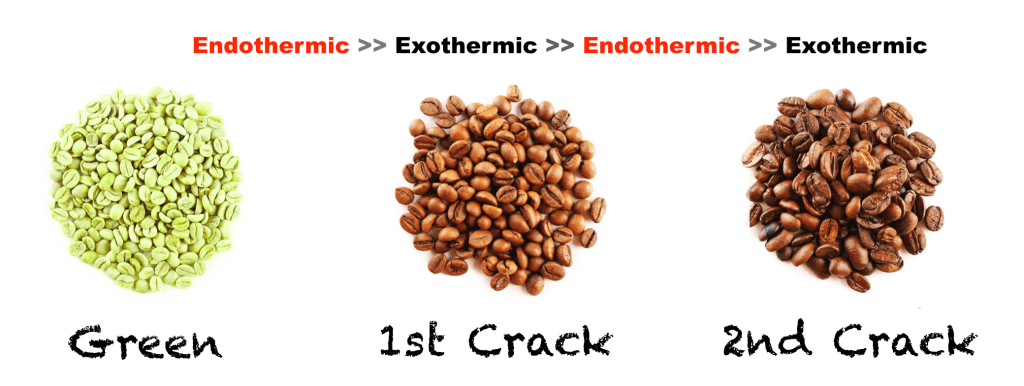exothermic and endothermic reactions and stages in coffee beans roasting
