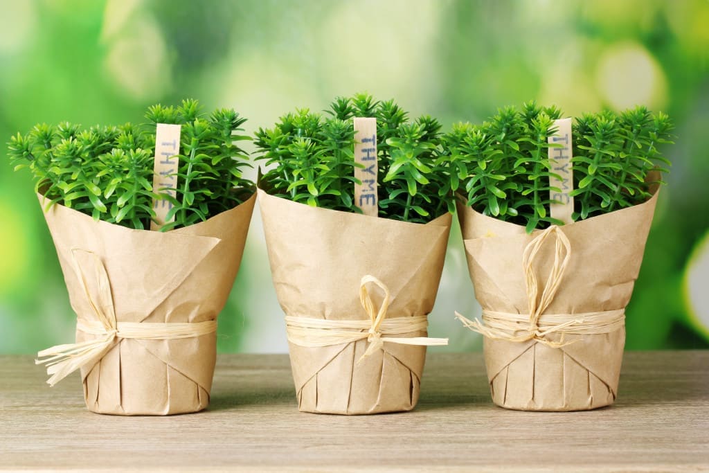 thyme herb plants in pots with beautiful paper decor on wooden table on green background