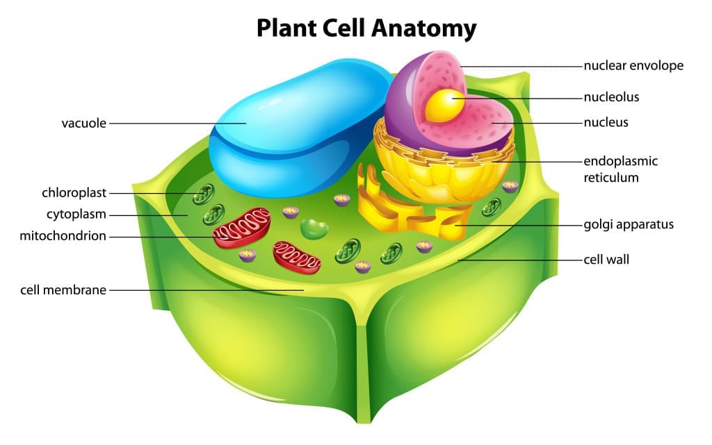 cut through the cell wall - Illustration showing the plant cell anatomy