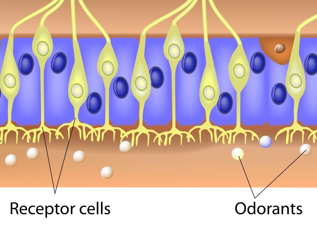 sense of smell - connects to scent cells at the bottom to identify odors