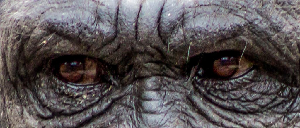 We developed the white of the eye, losing the dark pigment found in the sclera of other primates