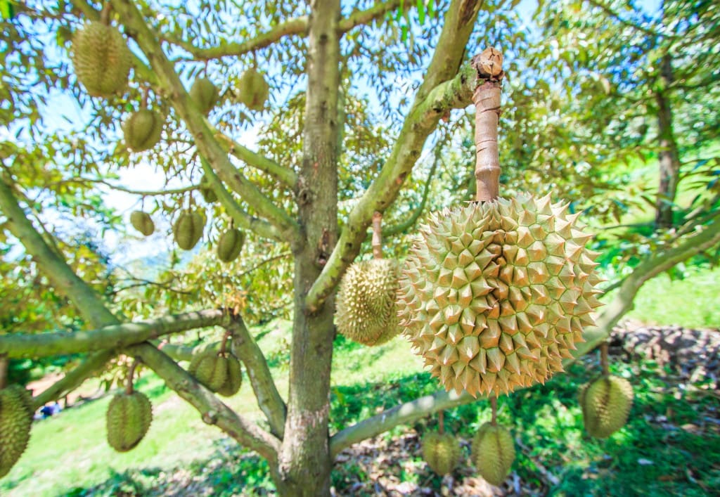 durian plantation