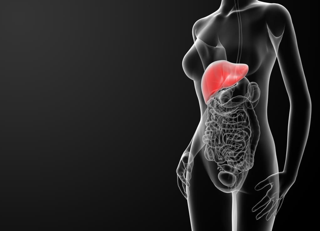 3d rendered illustration of the female liver - front view