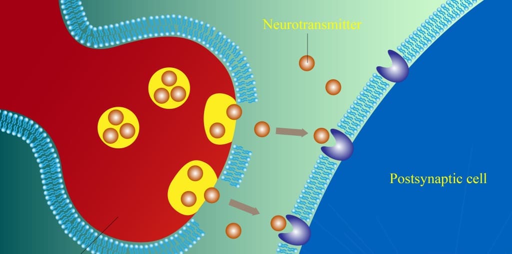 Illustration of the transfer of neurotransmitters in neuron cell synapse