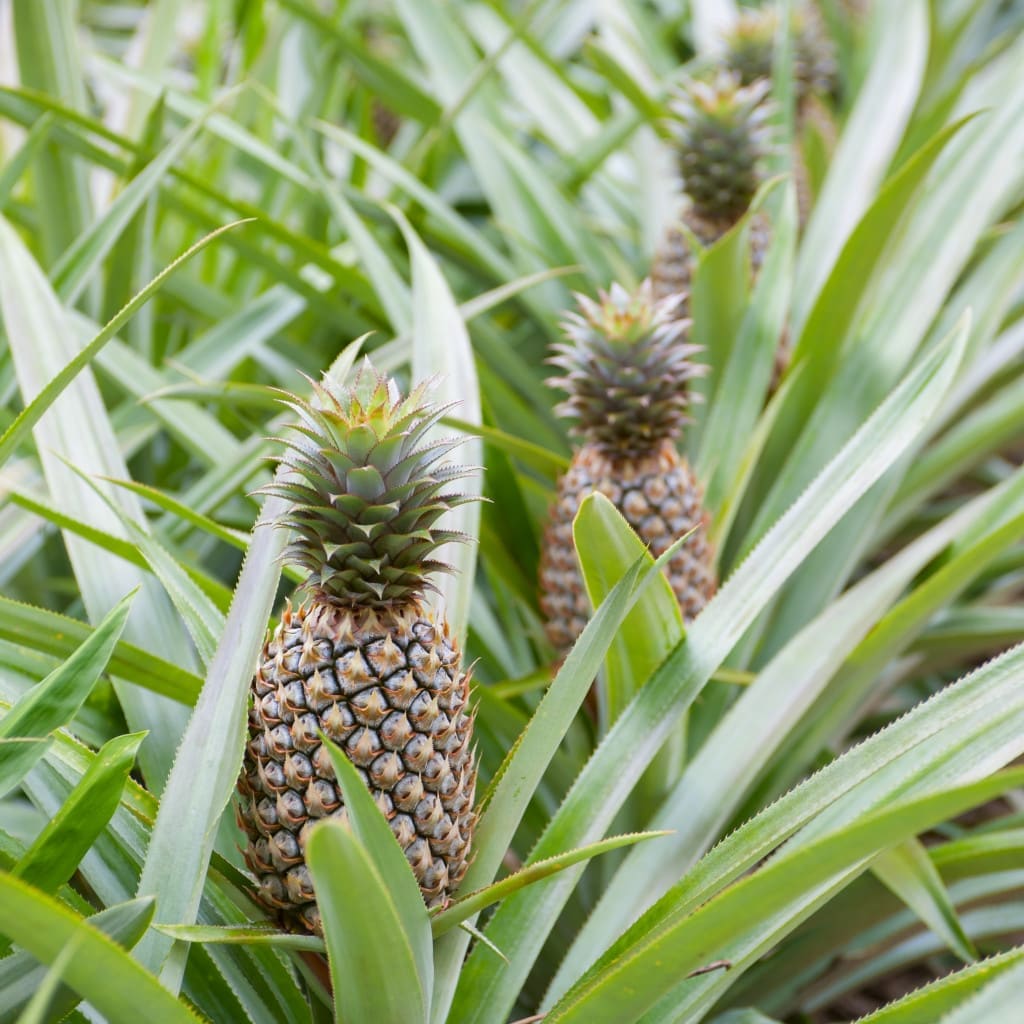 Pineapple plantation