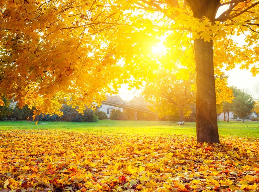 Colorful foliage in the autumn park