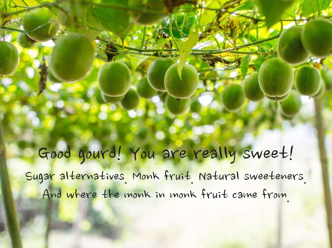 monk fruit plantation 