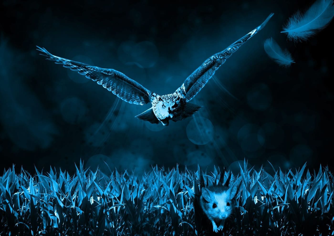 owl owls hunt mouse face satellite dish hearing