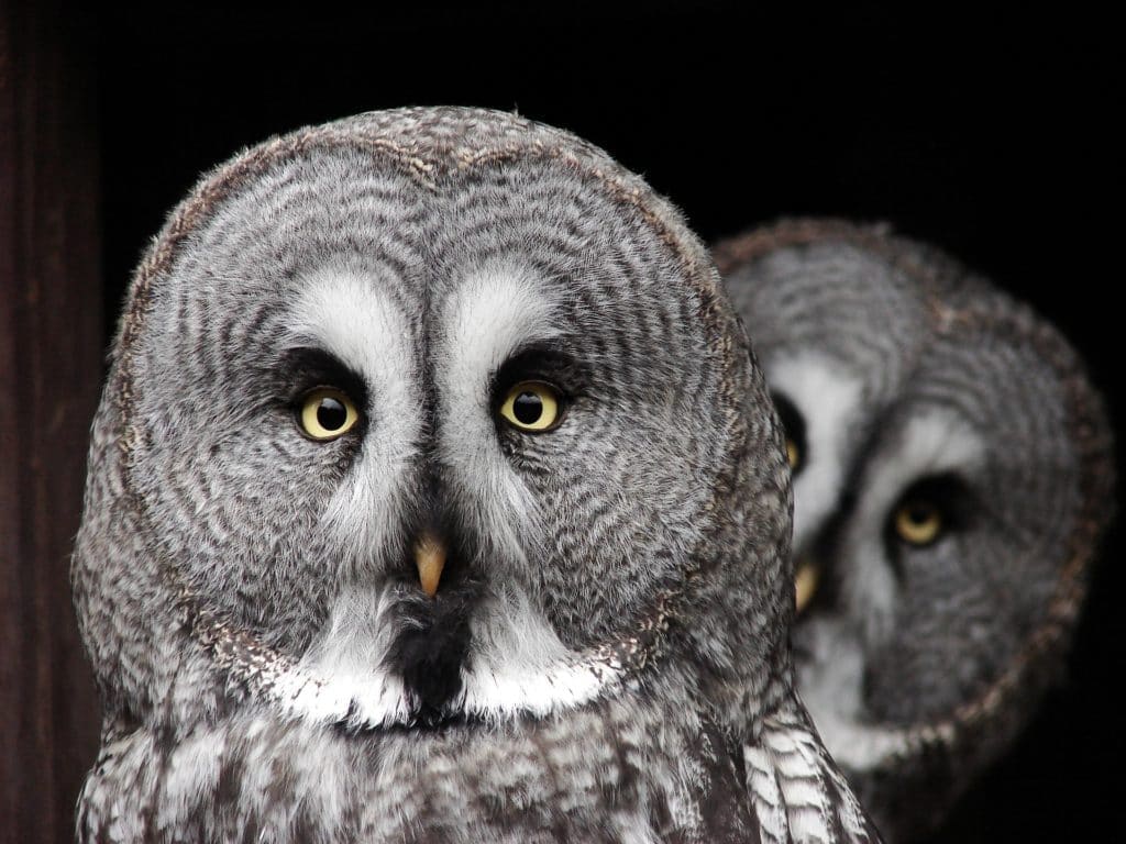 owls owl face shape sound satellite dish face prey hunt